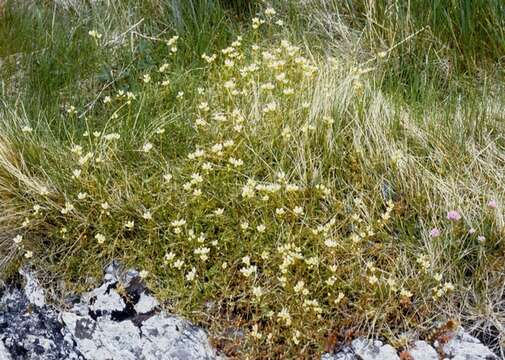 Image of Saxifraga hypnoides L.