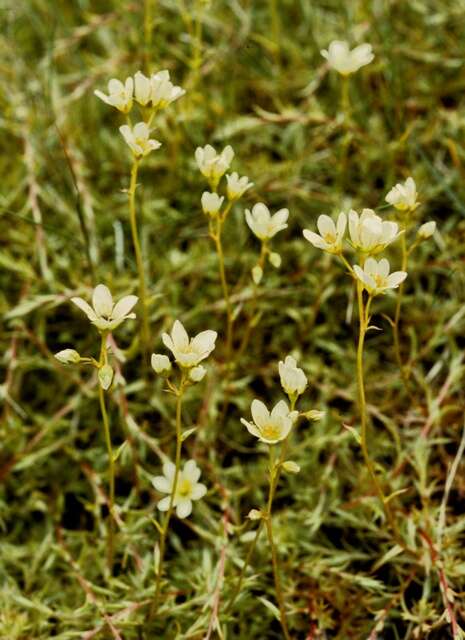 Image of Saxifraga hypnoides L.