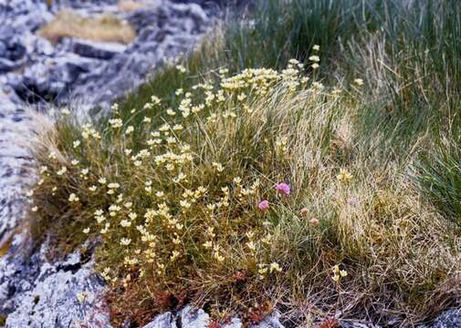 Слика од Saxifraga hypnoides L.