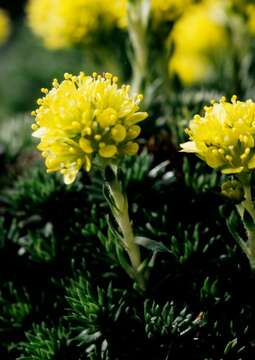 Image of Saxifraga juniperifolia Adams