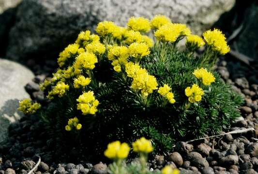 Image of Saxifraga juniperifolia Adams