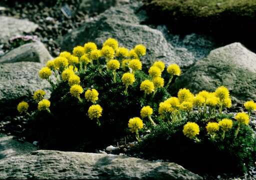 Image of Saxifraga juniperifolia Adams