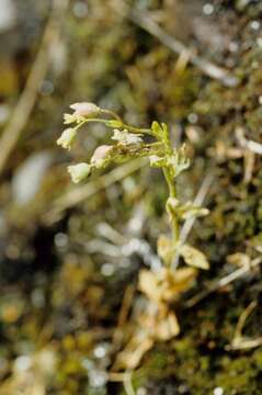 Слика од Saxifraga osloensis Knaben