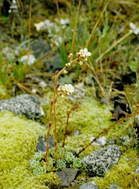 Image of saxifrage