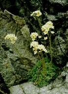 Image of saxifrage