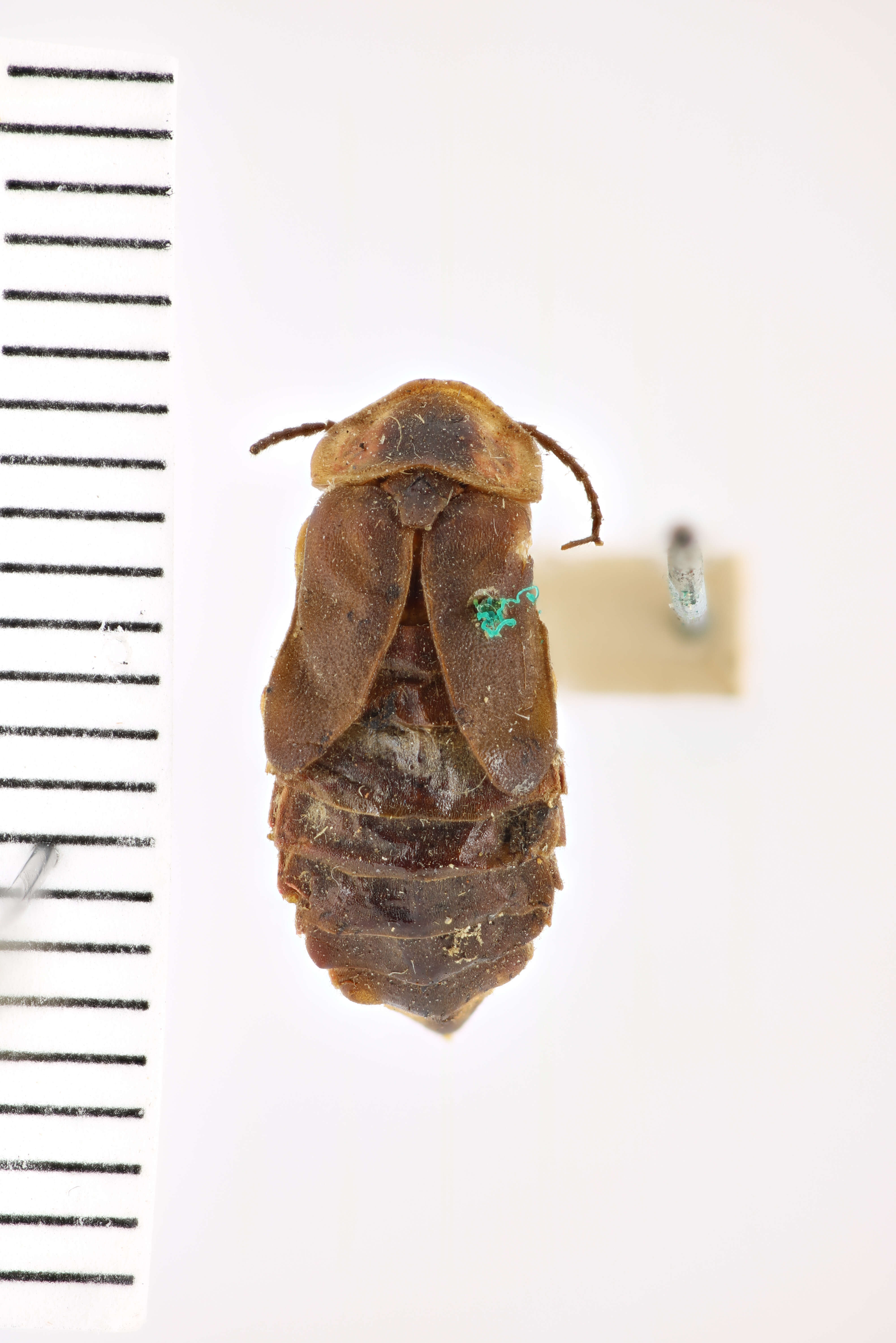 Image of Photinus