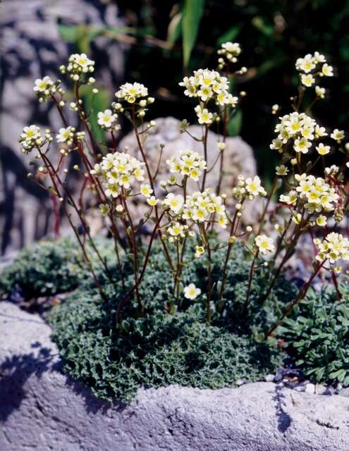 Image of saxifrage