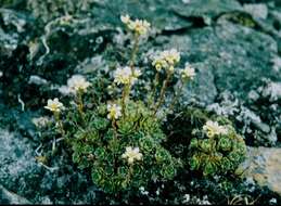 Image of Saxifraga paniculata subsp. laestadii (Neuman) T. Karlsson