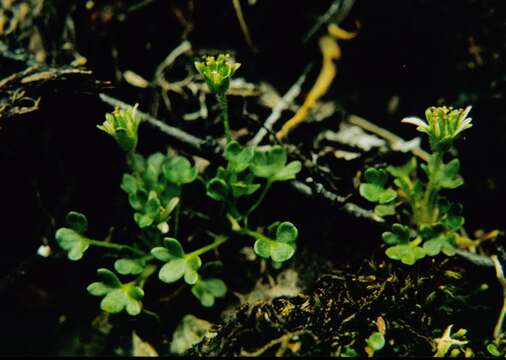 Imagem de Saxifraga rivularis L.