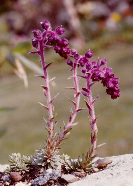 Image of Magnoliophyta