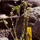 Image of Saxifraga burnatii Sünd.