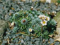 Image of Saxifraga fritschiana L. Keller