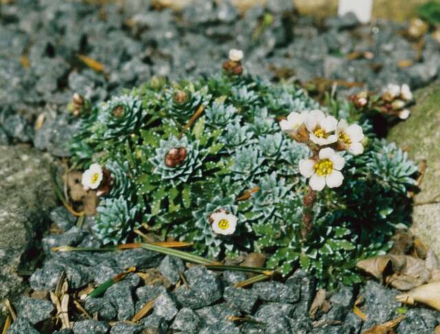 Image of Saxifraga fritschiana L. Keller