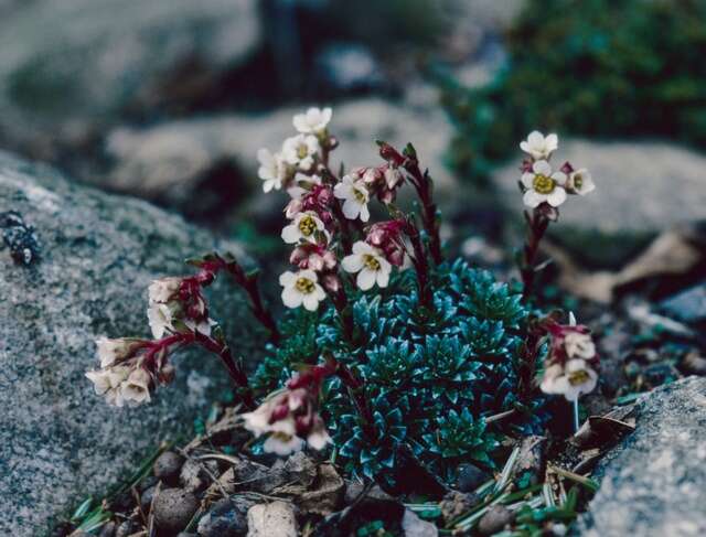 Image of Saxifraga fritschiana L. Keller