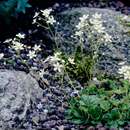 Image of Saxifraga zimmeteri Kern.