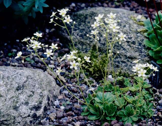 Image of Saxifraga zimmeteri Kern.