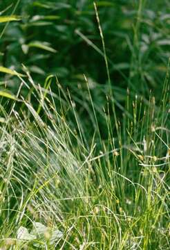 Image of bog-rush