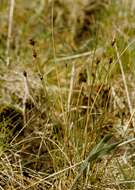 Image of bog-rush