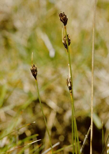 Image of bog-rush