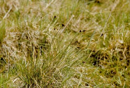 Image of bog-rush