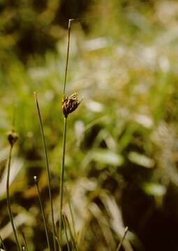 Image of bog-rush