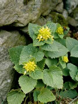 Image of Scrophularia chrysantha Jaub. & Sp.