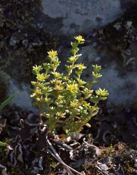 Image of annual stonecrop