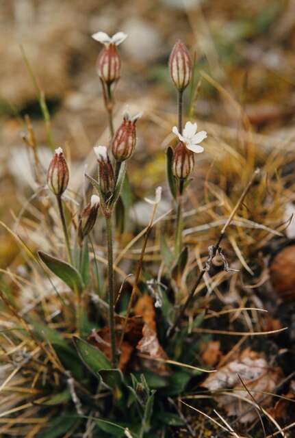 Image of arctic catchfly