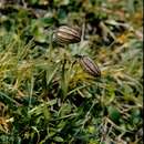 Image of apetalous catchfly