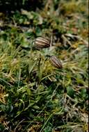 Image of apetalous catchfly