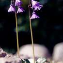 Image of Soldanella montana Willd.