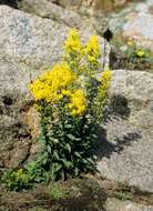 Plancia ëd Solidago