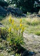 Plancia ëd Solidago