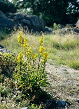 Image de Solidago