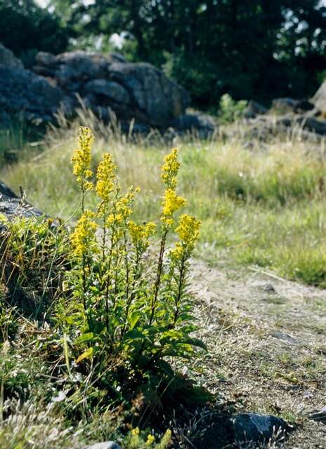 Imagem de Solidago