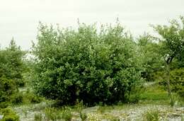 Image of Grecian Whitebeam