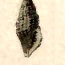 Image of Pseudodaphnella leuckarti (Dunker 1860)