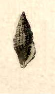 Image of Pseudodaphnella leuckarti (Dunker 1860)
