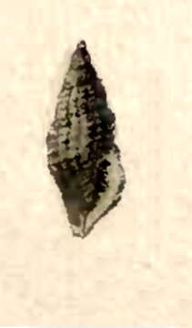 Image de Pseudodaphnella leuckarti (Dunker 1860)