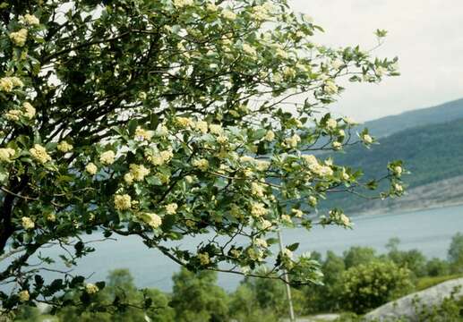 Imagem de Hedlundia lancifolia (Hedl.) Sennikov & Kurtto