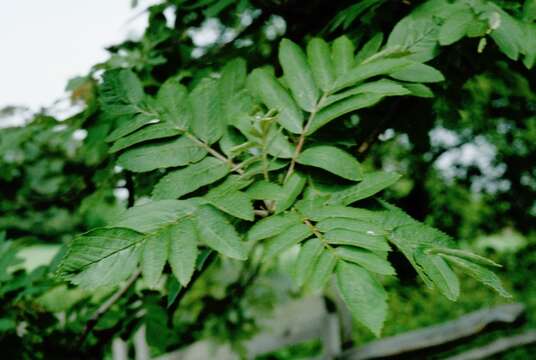 Image of Hedlundia meinichii (Lindeb. ex Hartm.) Sennikov & Kurtto