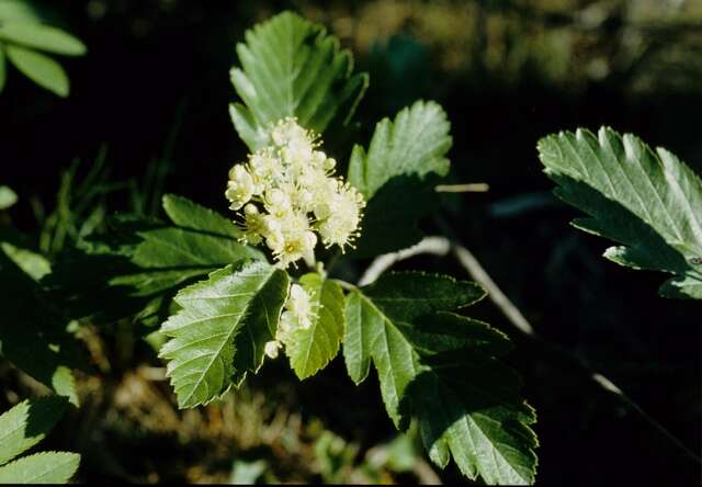 Image of Hedlundia subpinnata (Hedl.) Sennikov & Kurtto