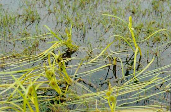 Image of bur-reed