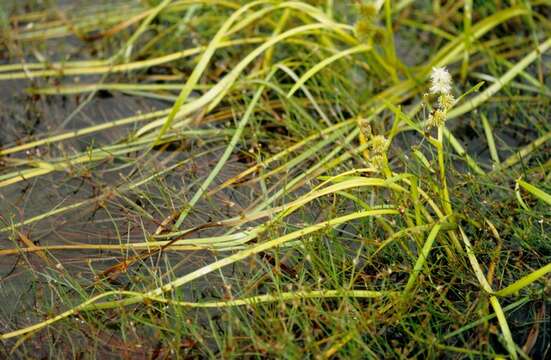 Image of bur-reed