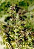 Image of field woundwort