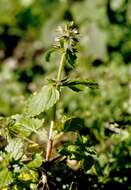 Image of field woundwort