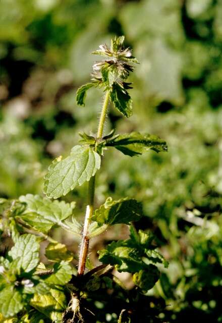 Imagem de Stachys arvensis (L.) L.