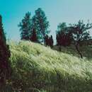 Image of European feather grass