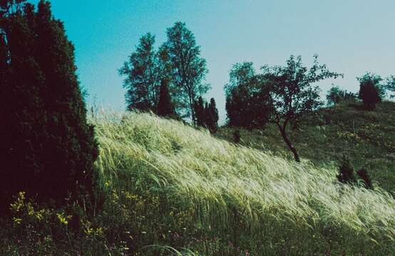 Image de Stipa