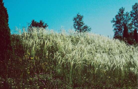 Image of Stipa